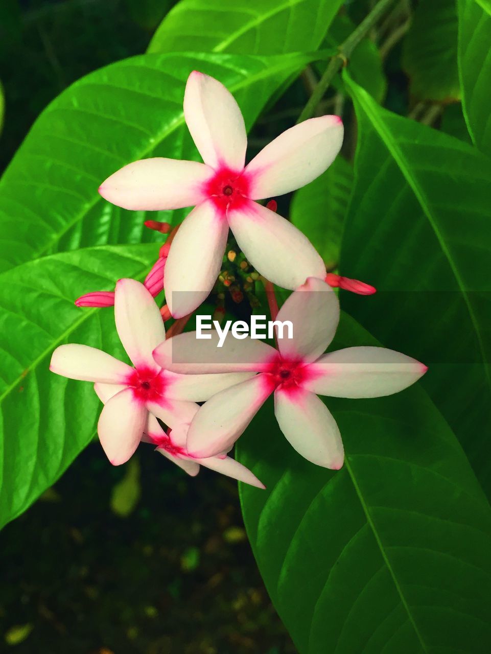 CLOSE-UP OF FRESH PINK FLOWERS BLOOMING OUTDOORS