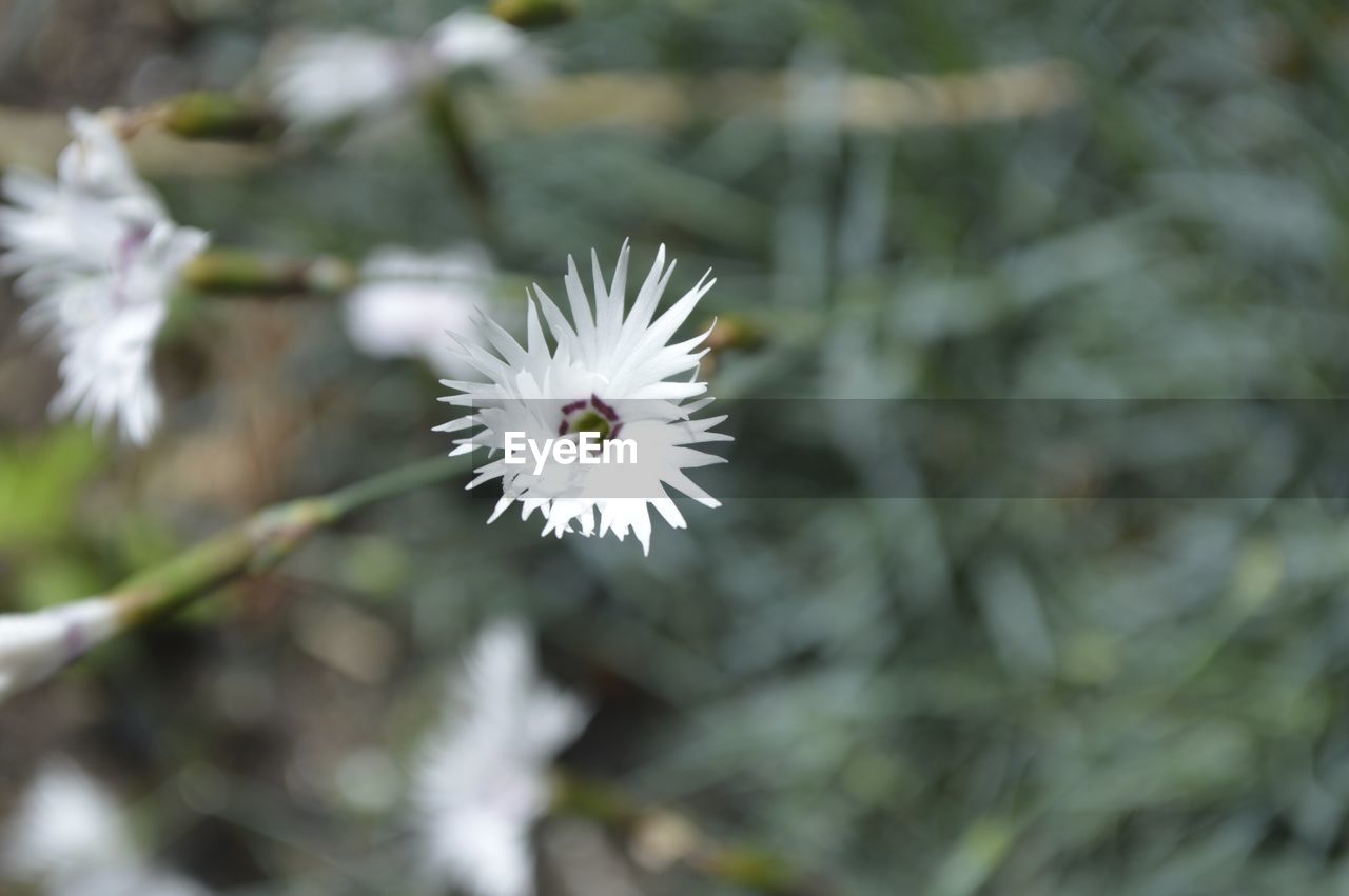 CLOSE-UP OF FRESH WHITE FLOWER BLOOMING IN NATURE