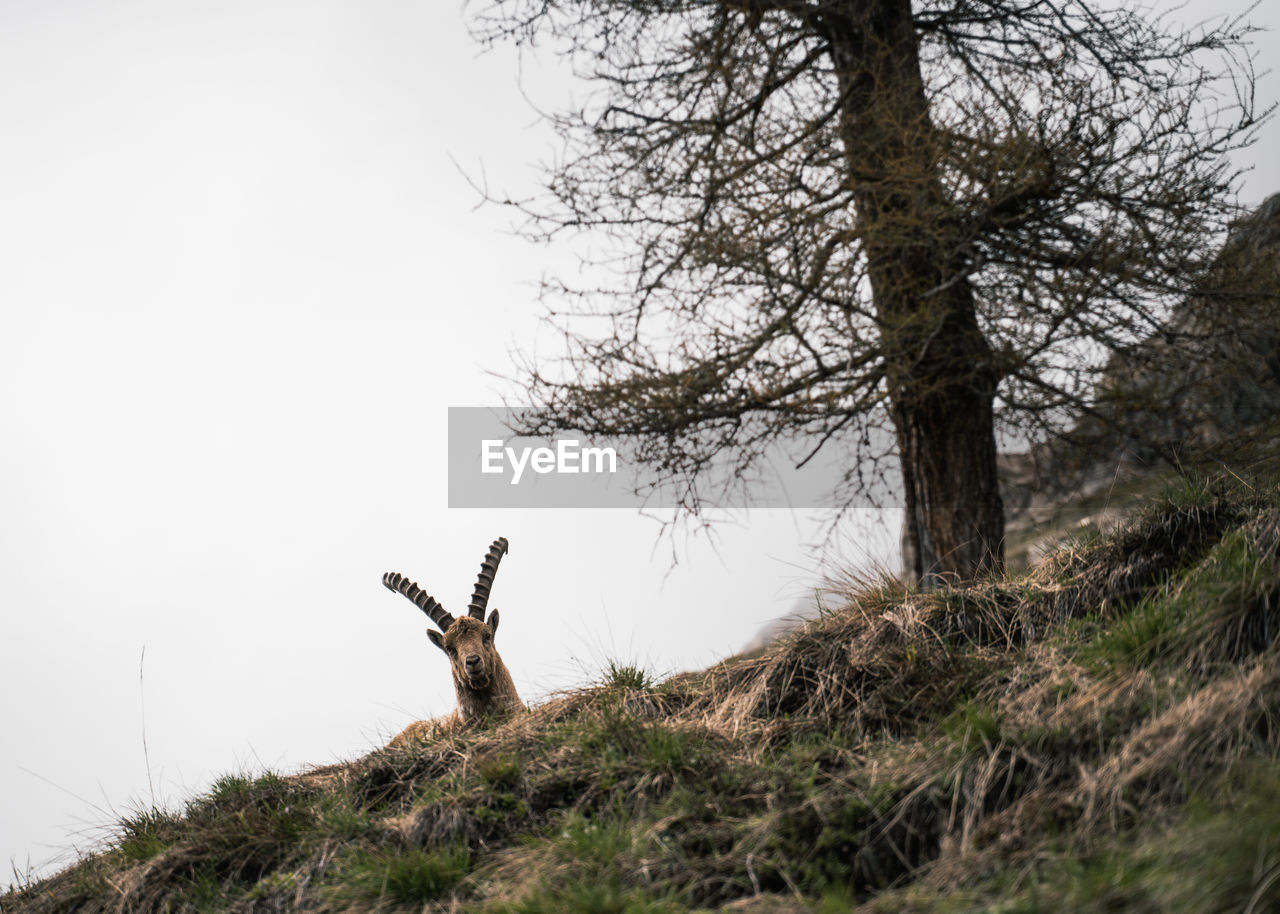 Alpine ibex next to a tree