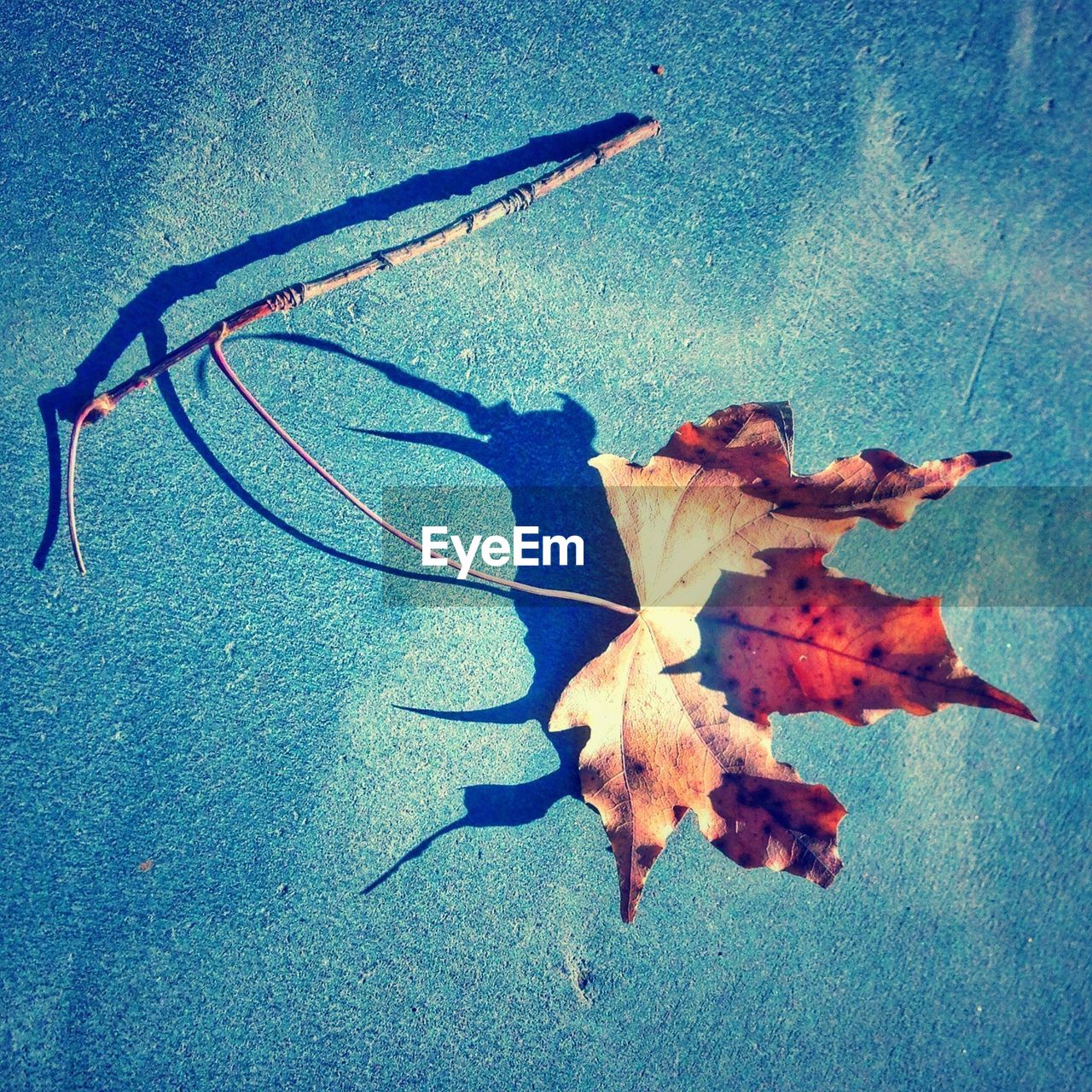 CLOSE-UP OF MAPLE LEAVES ON GROUND