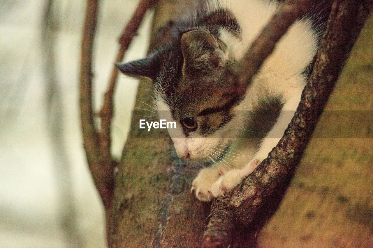 CLOSE-UP OF A CAT LOOKING THROUGH TREE TRUNK