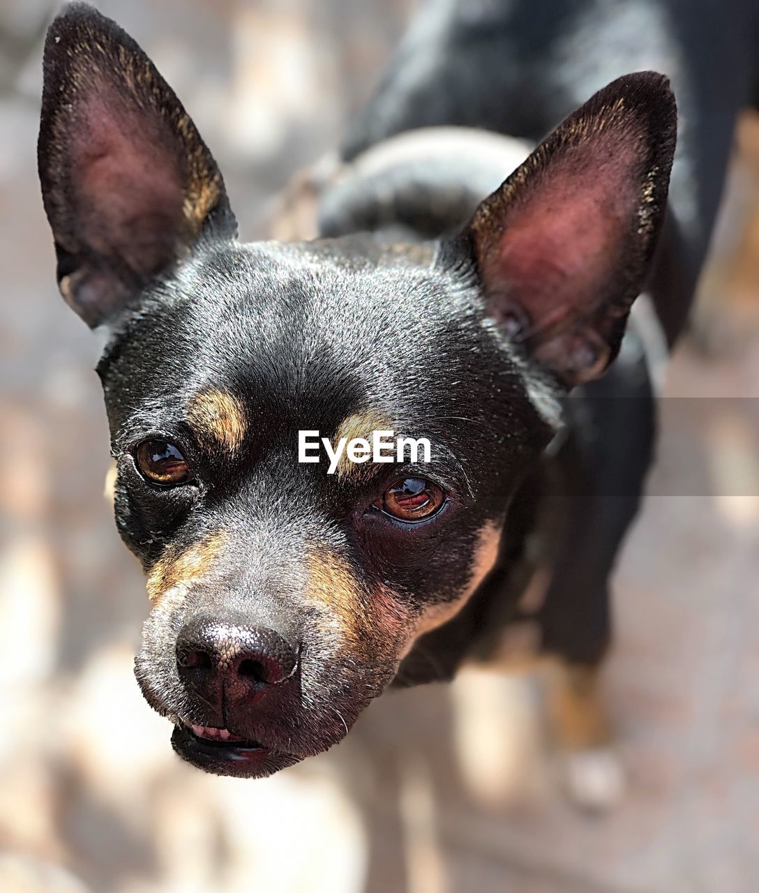 CLOSE-UP PORTRAIT OF SMALL DOG