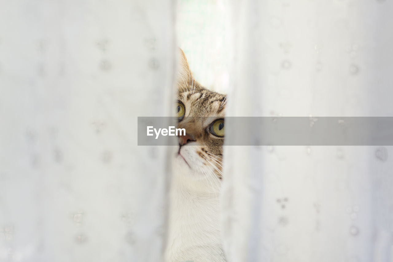 Close-up of cat seen through curtains
