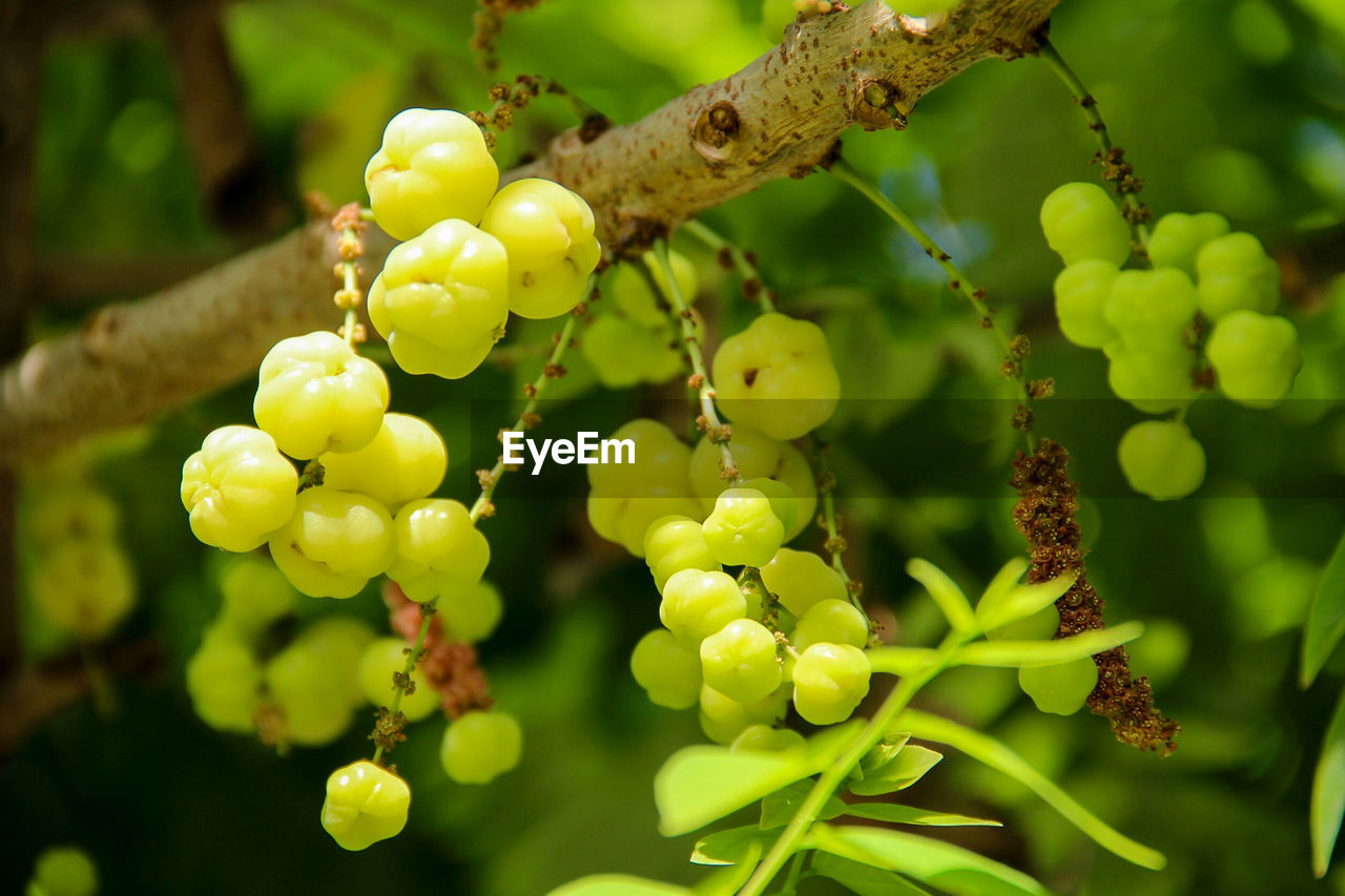 Close-up of green fruits hanging on tree