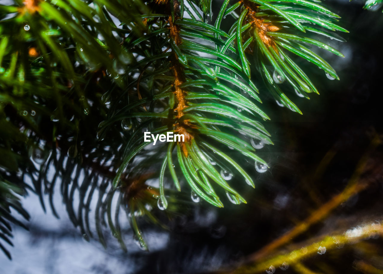 Close-up of raindrops on pine tree