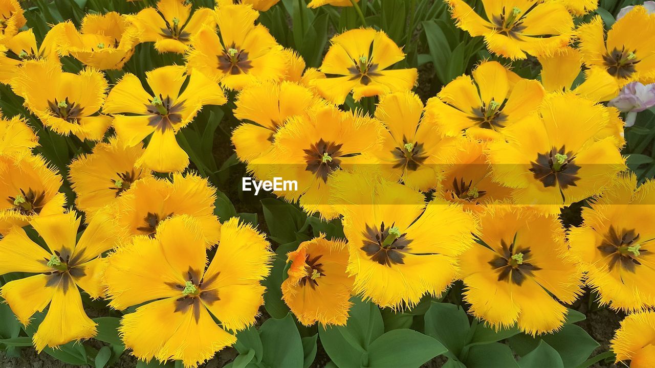Close-up of yellow flowering plants