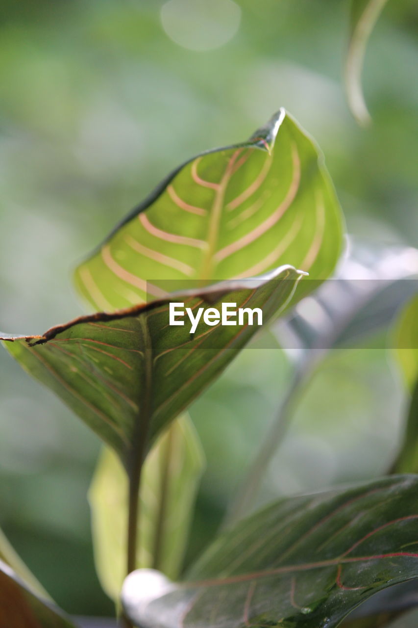 CLOSE-UP OF YELLOW LEAF ON PLANT