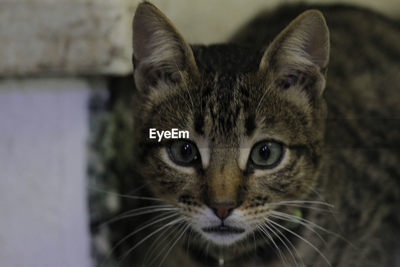 CLOSE-UP PORTRAIT OF TABBY CAT AT HOME