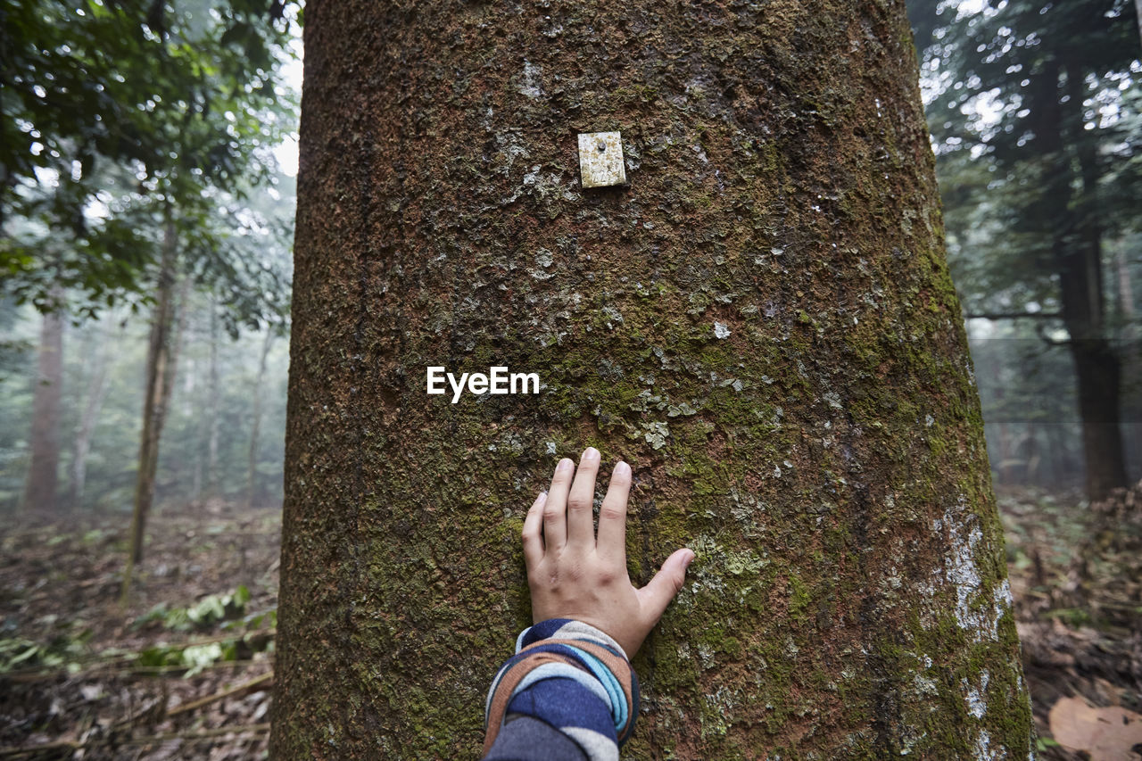 Cropped hand touching tree trunk in forest