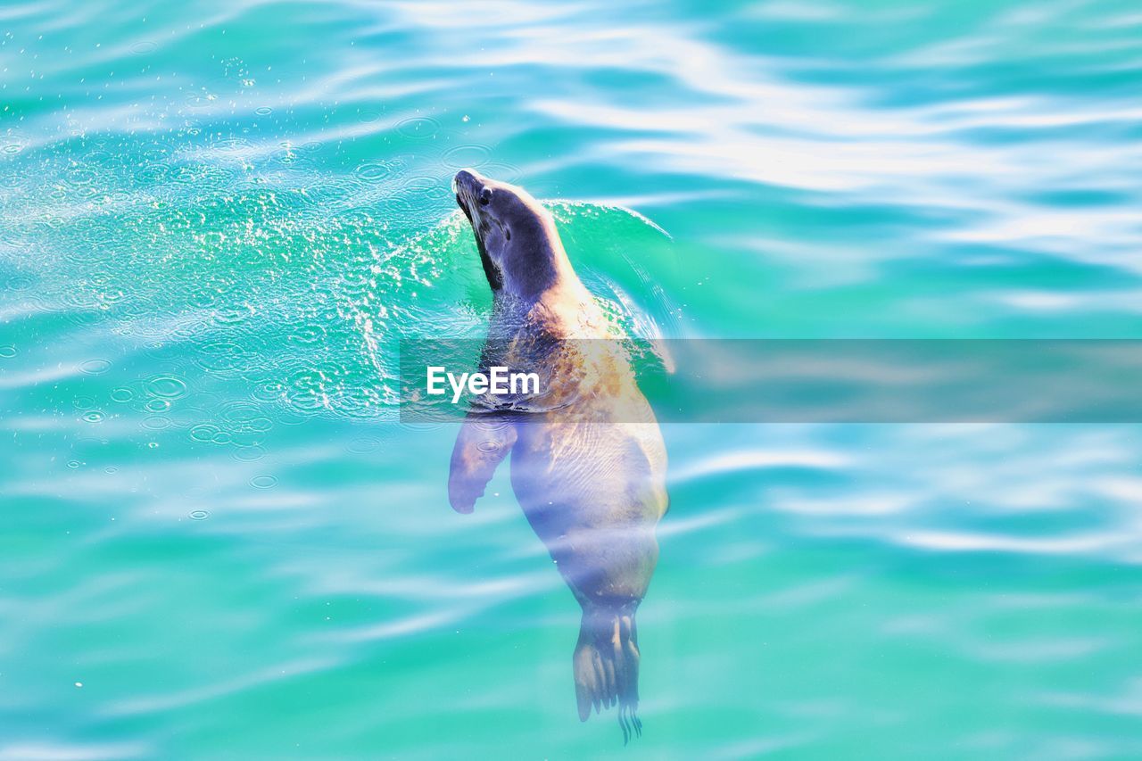 Seal swimming in sea