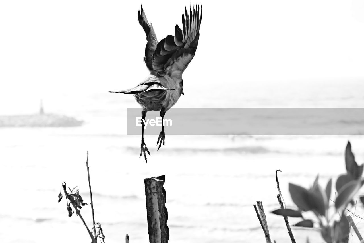 Bird flying over sea against sky