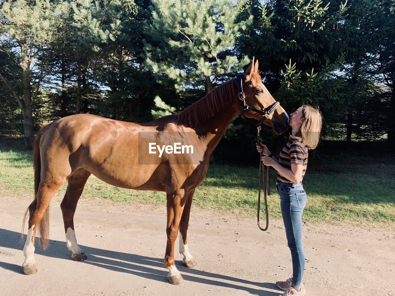 Horse standing against trees