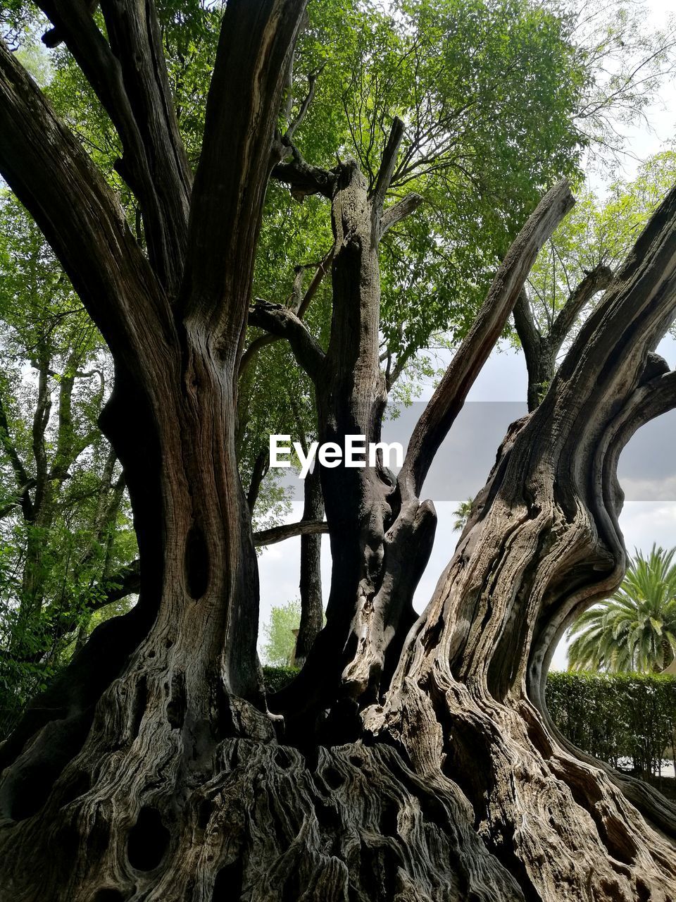 Low angle view of tree roots