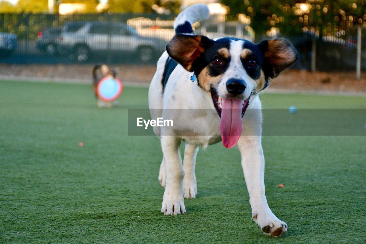 PORTRAIT OF DOG ON FIELD