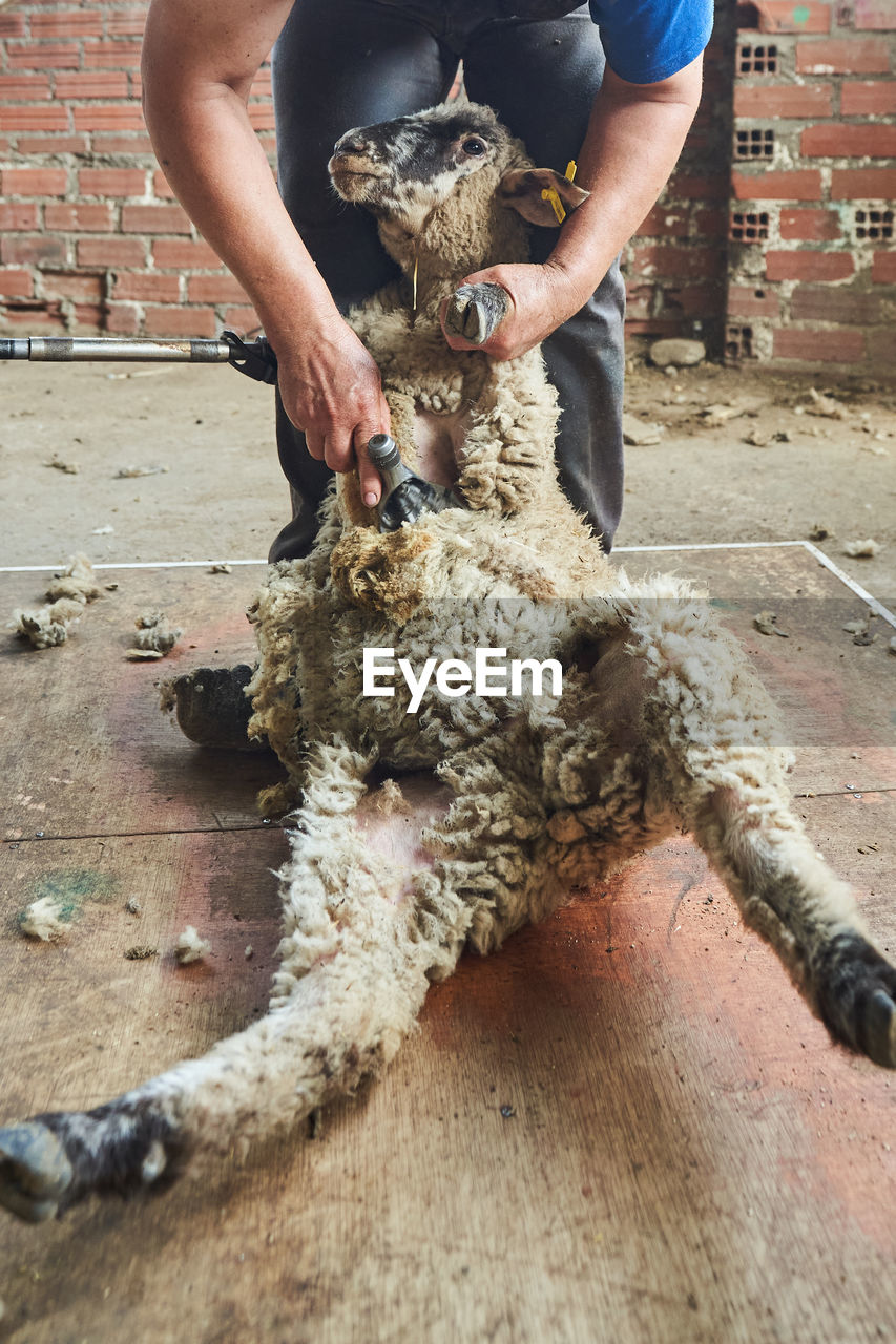 Crop male shearer using electric machine and shearing fluffy merino sheep in barn in countryside