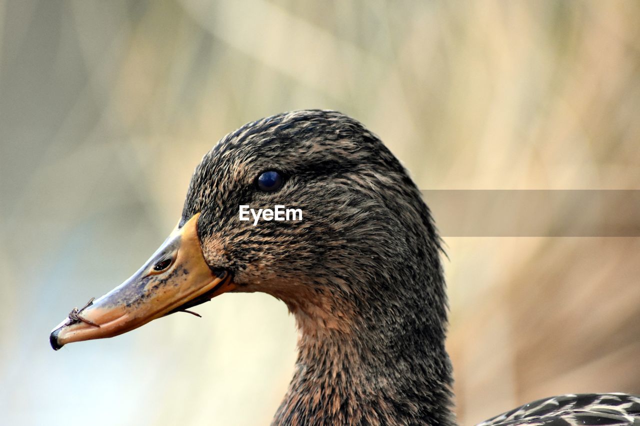 close-up of a duck