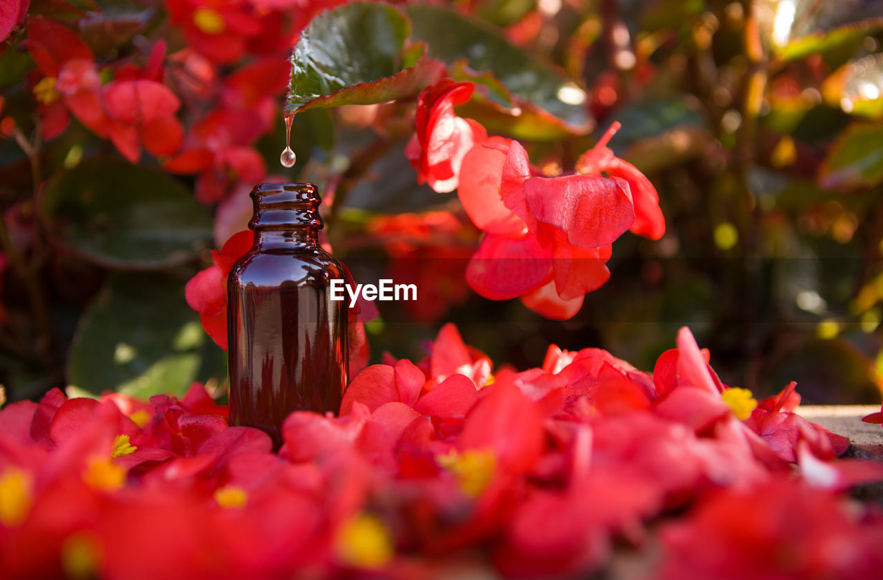 CLOSE-UP OF RED ROSE