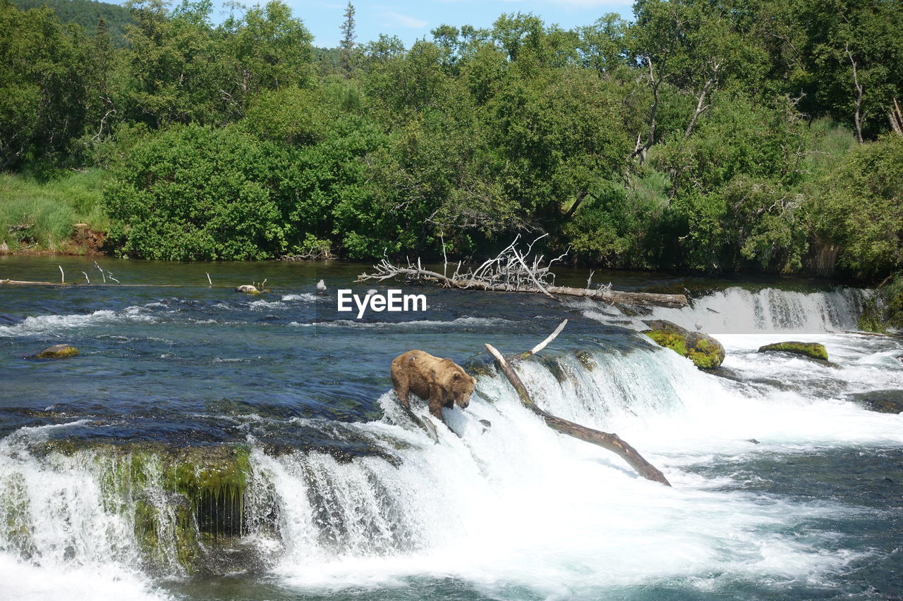 SCENIC VIEW OF WATERFALL