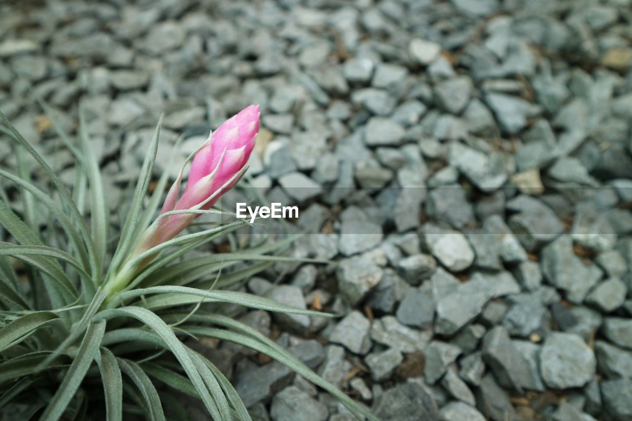 Close-up of pink crocus flower on field