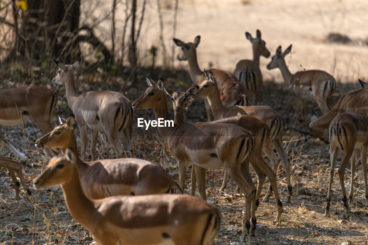 Flock of impalas in a field