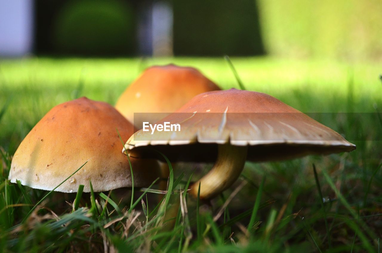 Close-up of mushrooms growing on grass