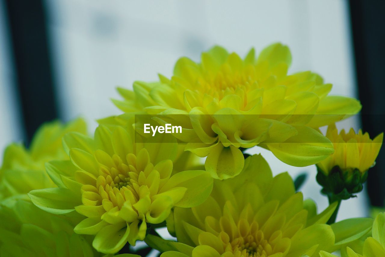 Close-up of yellow flowers blooming outdoors