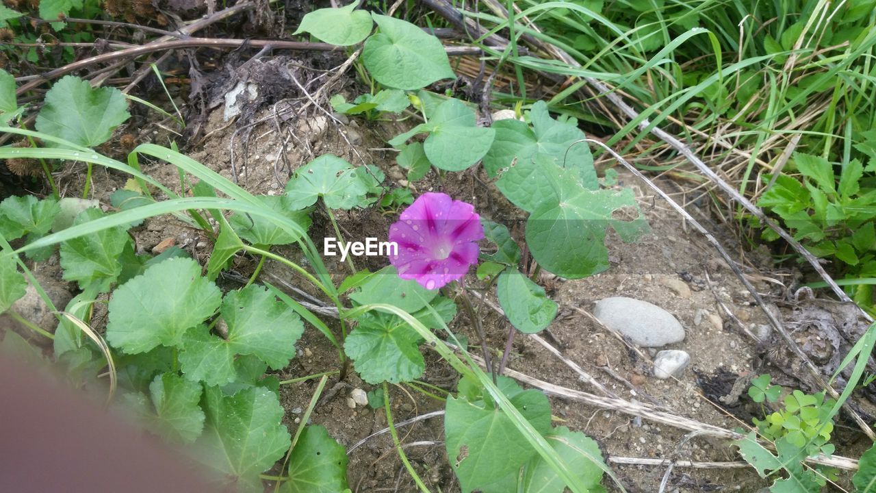 HIGH ANGLE VIEW OF PINK FLOWER PLANT