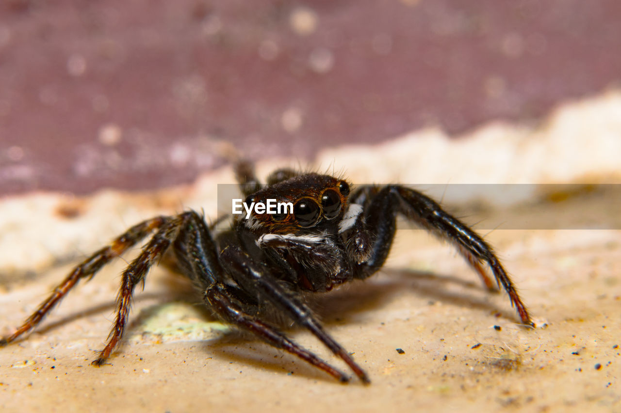 Close-up of spider on field