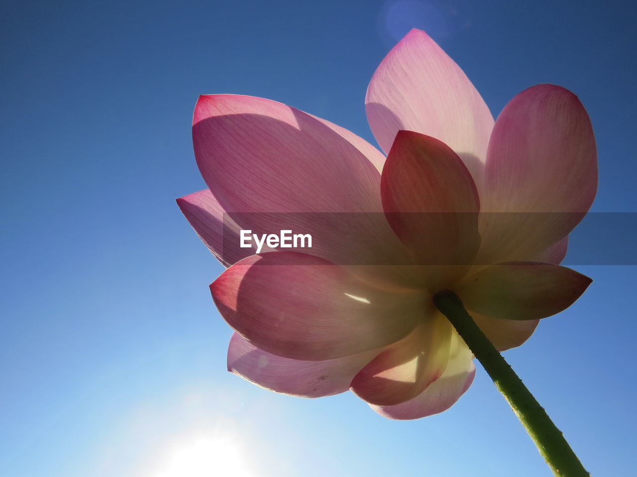 Low angle view of pink lotus against blue sky