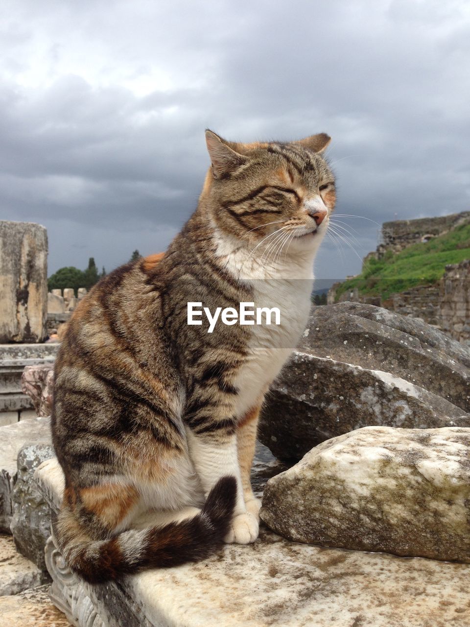 Cat sitting on rock against sky