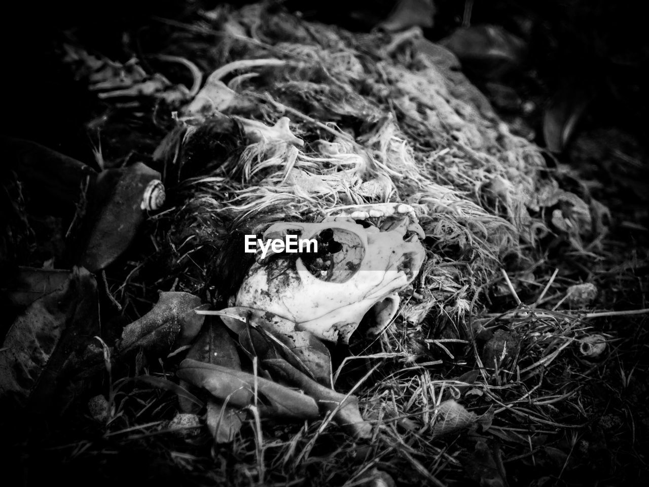CLOSE-UP OF ANIMAL SKULL IN FOREST