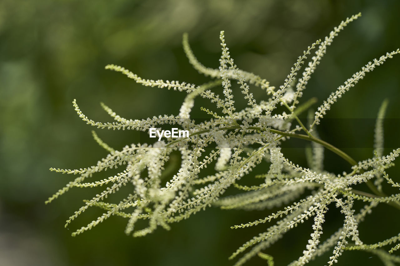 CLOSE-UP OF FROST ON PLANT OUTDOORS