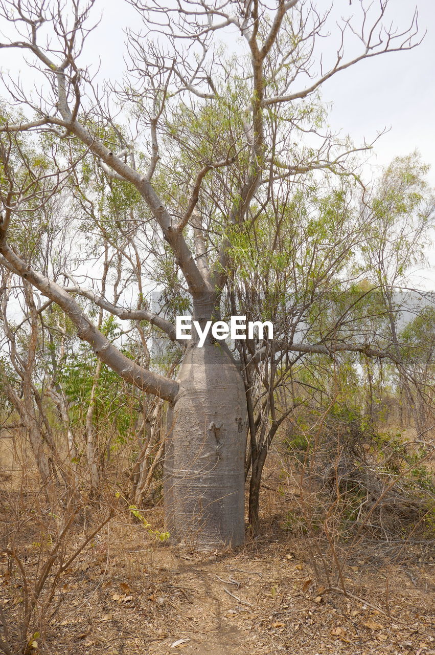 TREES ON FIELD IN FOREST