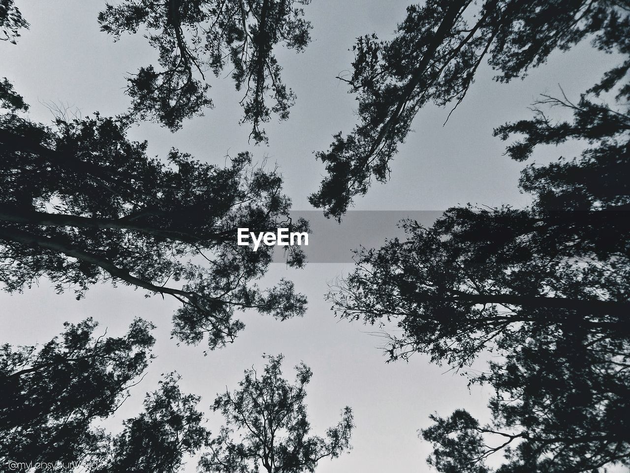 LOW ANGLE VIEW OF SILHOUETTE TREES AGAINST CLEAR SKY