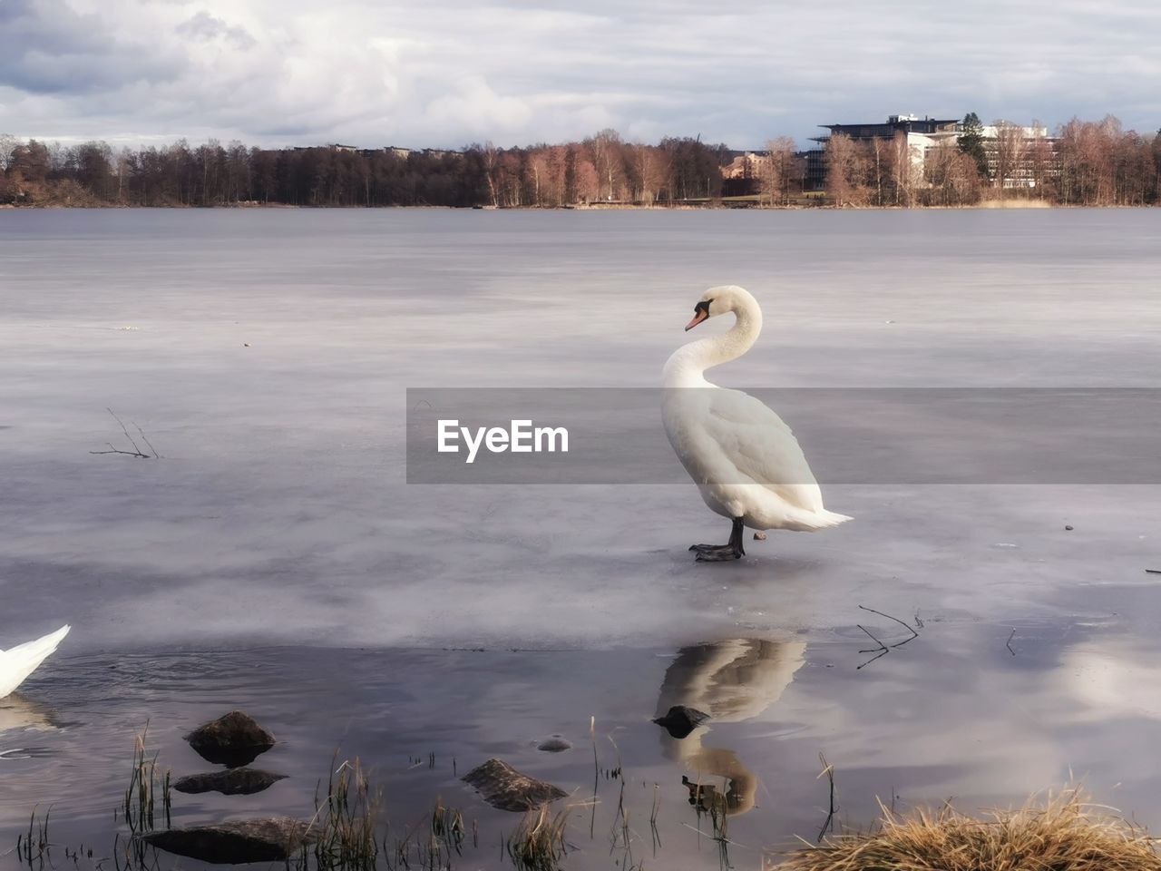 White swan in lake