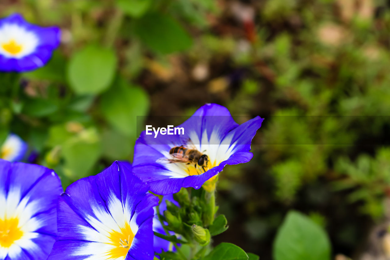 CLOSE-UP OF BEE POLLINATING ON FLOWER