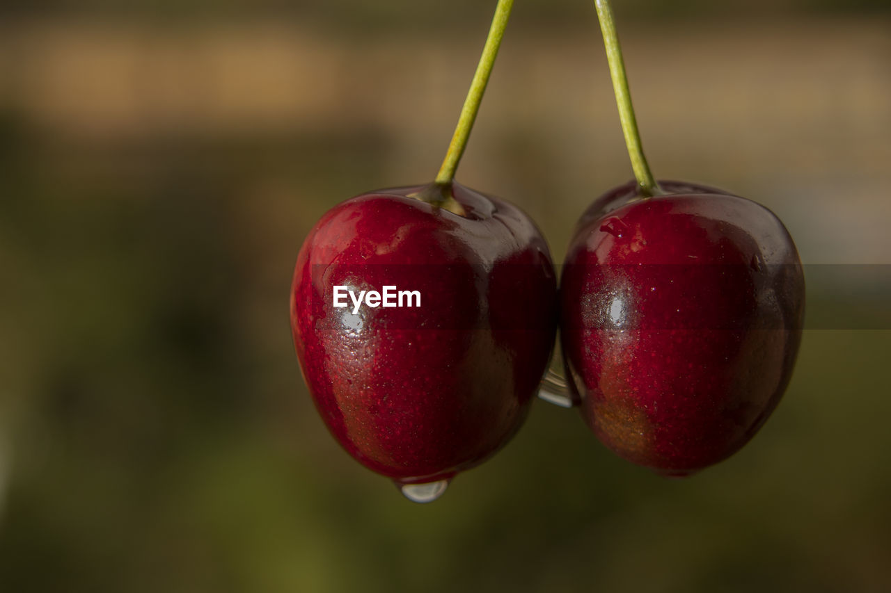 CLOSE-UP OF RED CHERRIES
