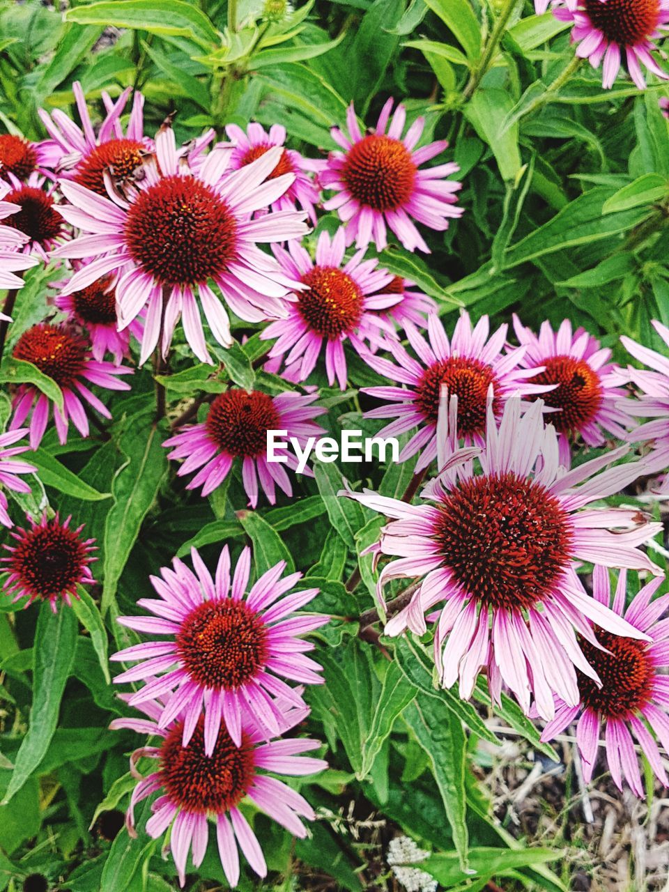 HIGH ANGLE VIEW OF PURPLE CONEFLOWERS BLOOMING OUTDOORS