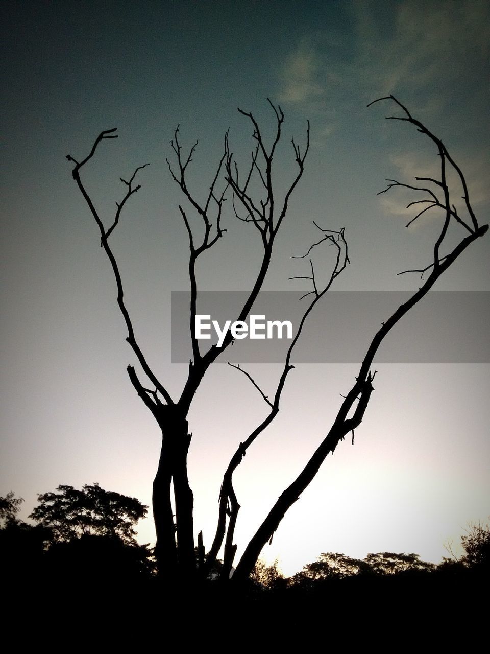 SILHOUETTE BARE TREE AGAINST SKY