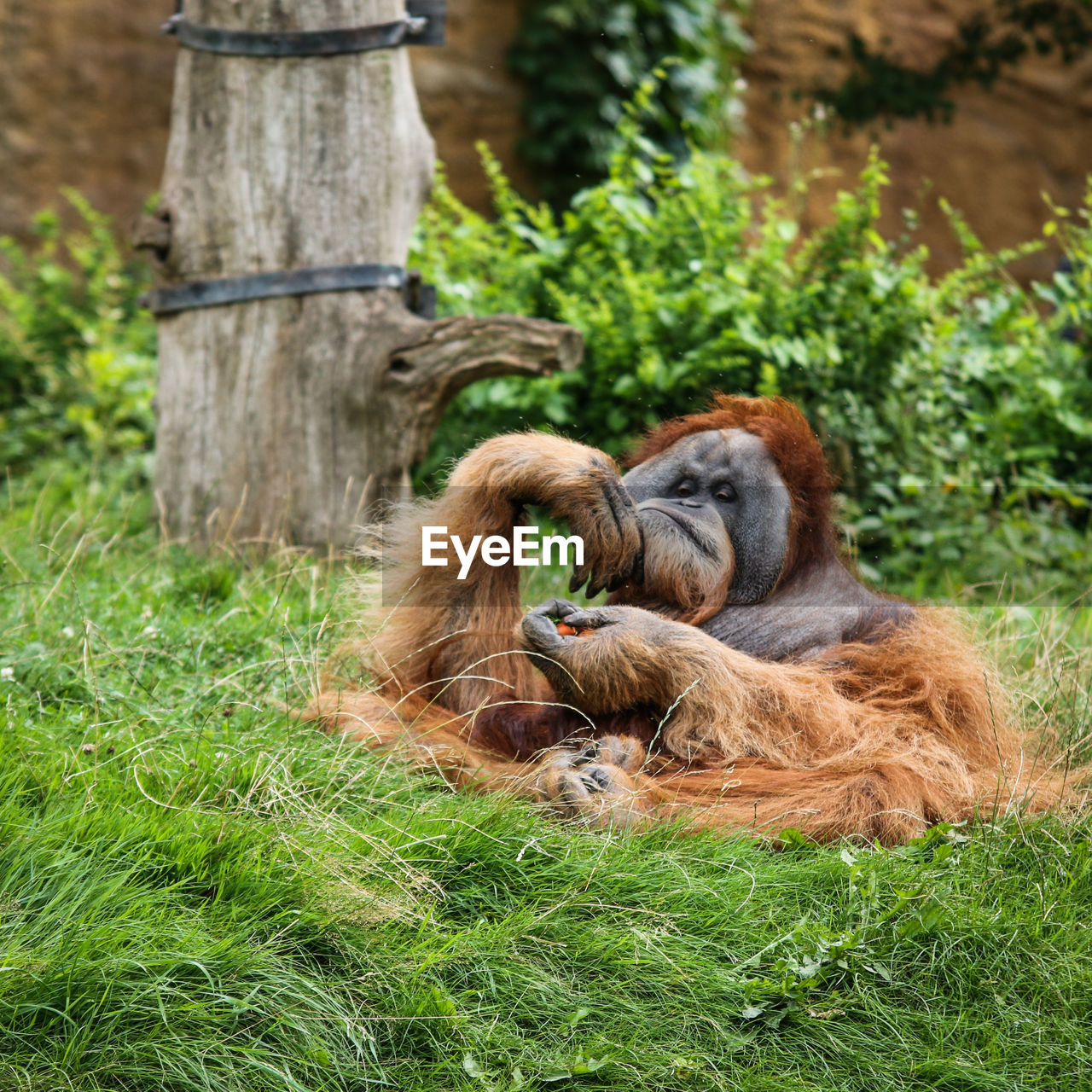 Orangutan relaxing on grassy field