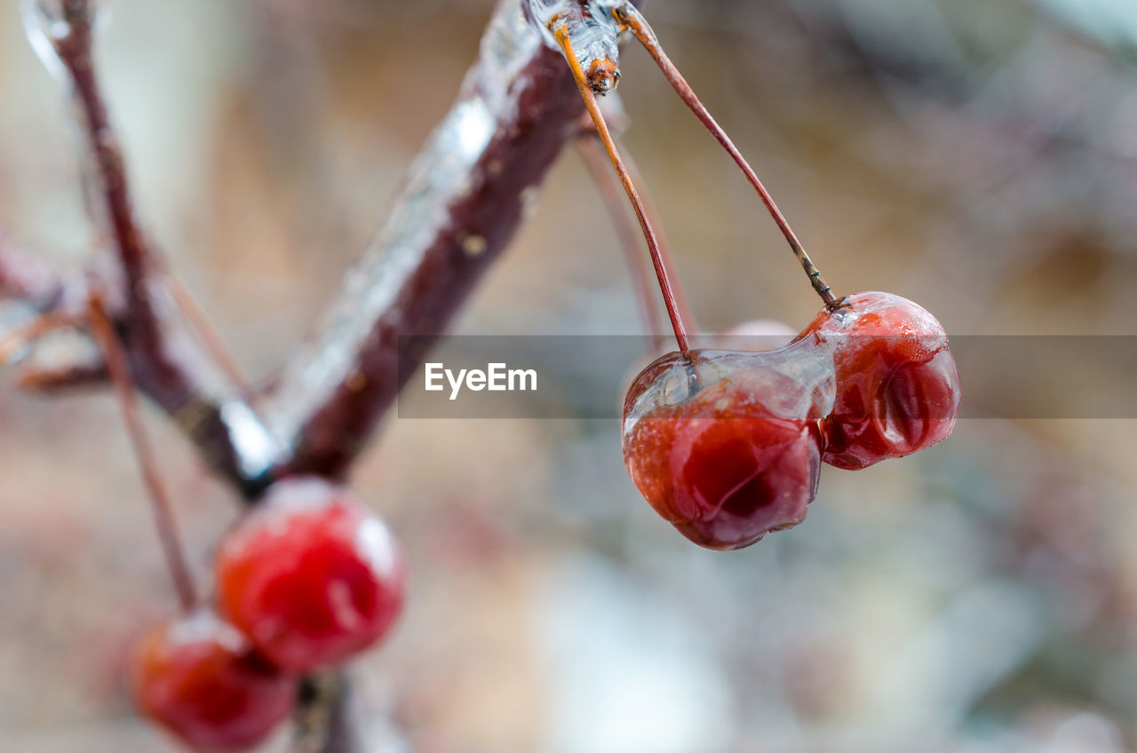 Close-up of wet berries growing on tree