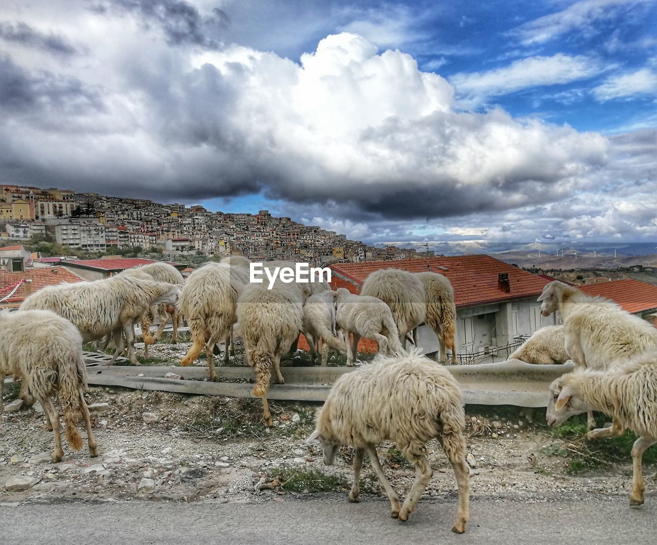 SHEEP GRAZING ON LANDSCAPE AGAINST CLOUDY SKY