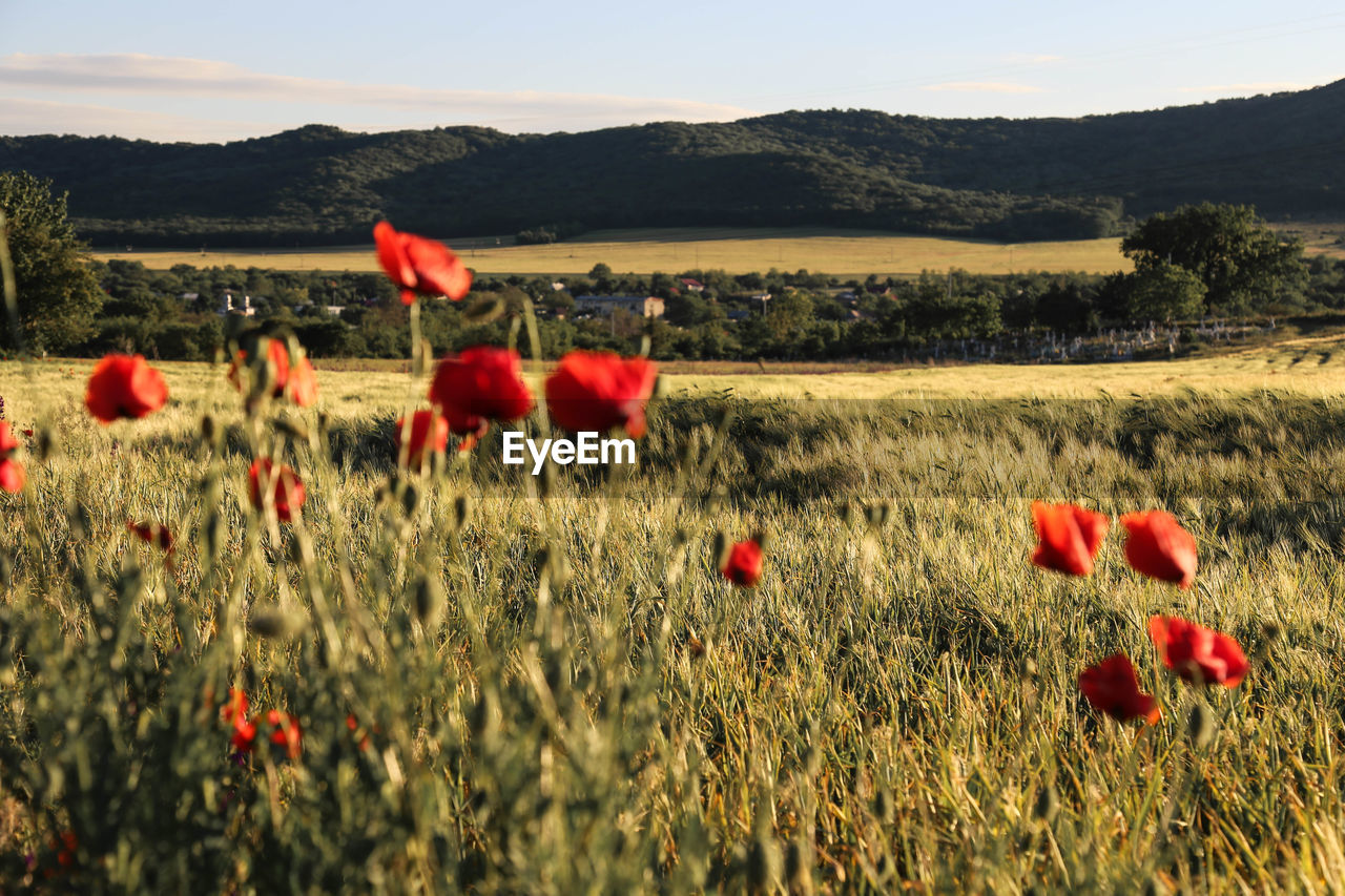 Red poppy flowers on field against sky