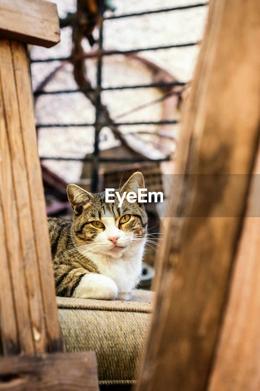 Sweet cat looking at camera framed between woods