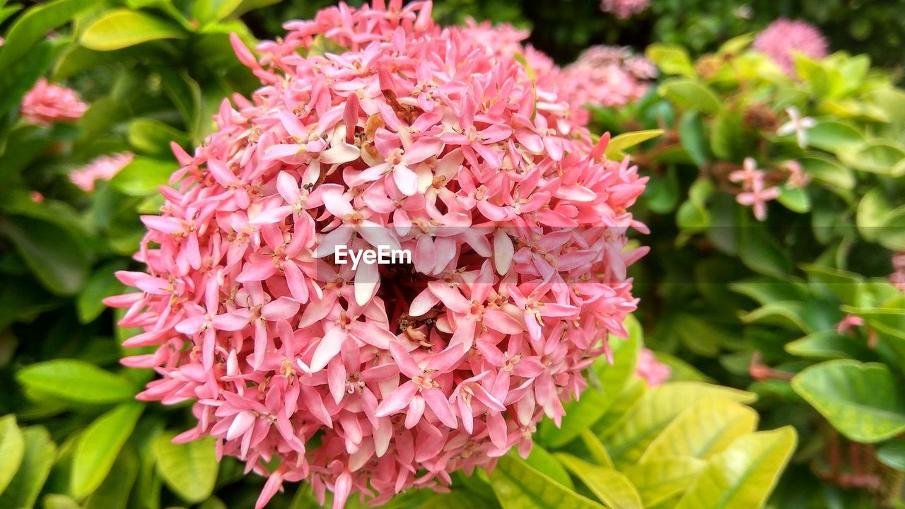 Close-up of pink flowers