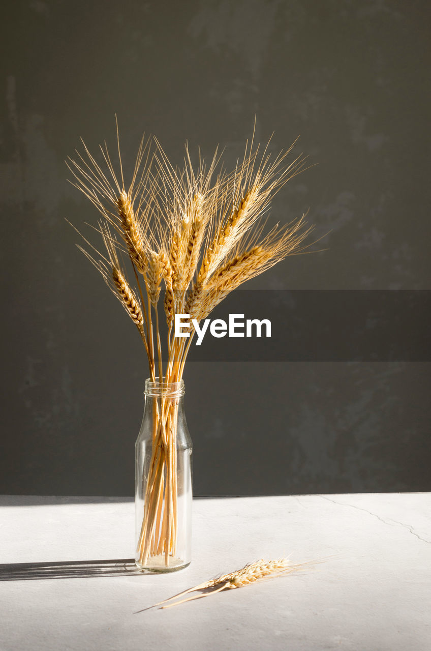 Bouquet of wheat spikelets in a bottle in the sun, hard shadows. natural home decor, moukup