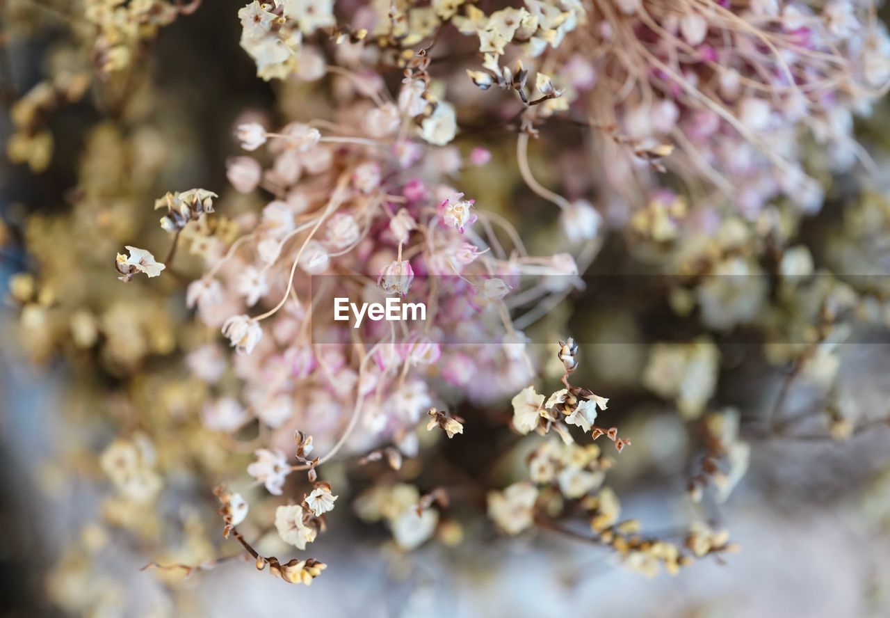 Close-up of cherry blossom on tree