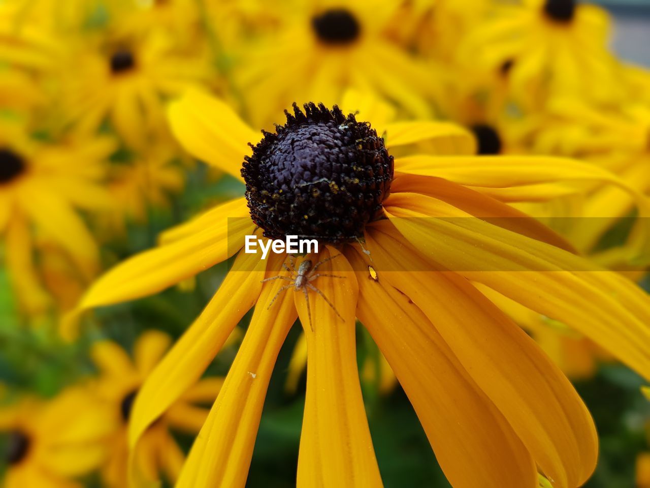 CLOSE-UP OF HONEY BEE ON YELLOW FLOWER