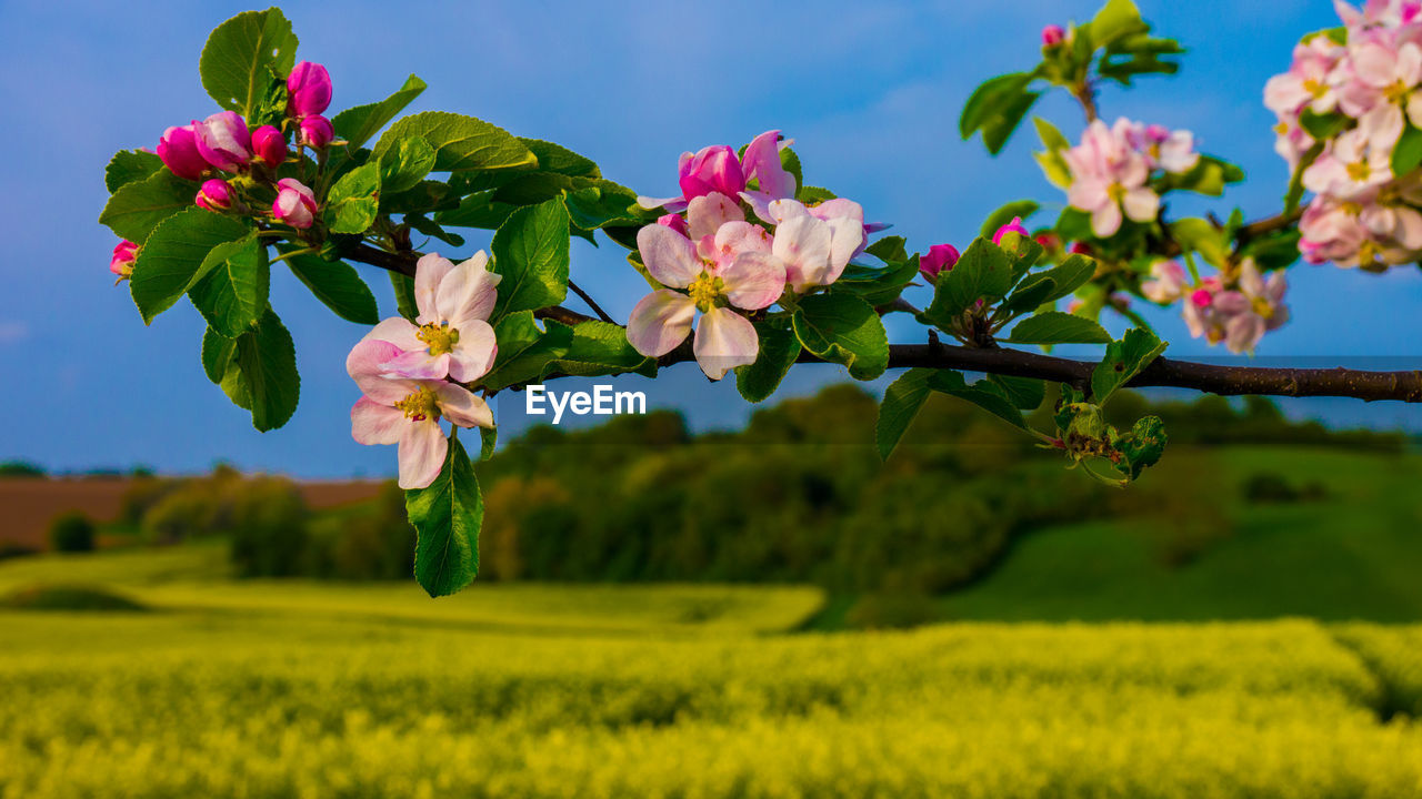 Close-up of pink flowering plant in field