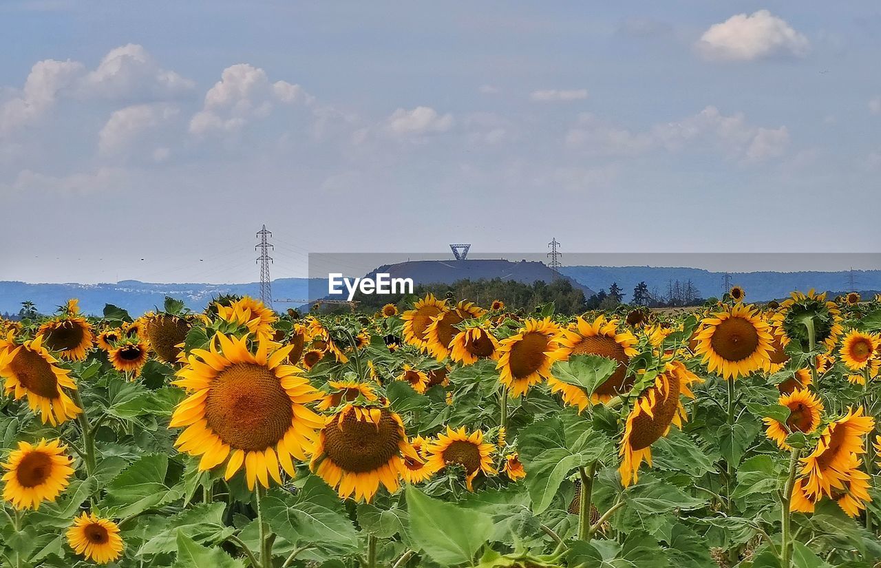 plant, flower, sunflower, sky, flowering plant, landscape, beauty in nature, nature, land, freshness, field, cloud, environment, rural scene, flower head, yellow, growth, agriculture, scenics - nature, no people, inflorescence, fragility, petal, tranquility, horizon, abundance, farm, travel, horizon over land, crop, outdoors, tranquil scene, day, travel destinations, non-urban scene, wildflower, sunlight, idyllic, summer, botany, environmental conservation, blue, springtime, urban skyline, leaf, plant part, blossom, grass, water, meadow, tourism, sunny, multi colored, plain, copy space, social issues, food